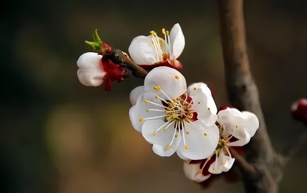 梨花有什么特点（春天出游必备识花宝典大全）