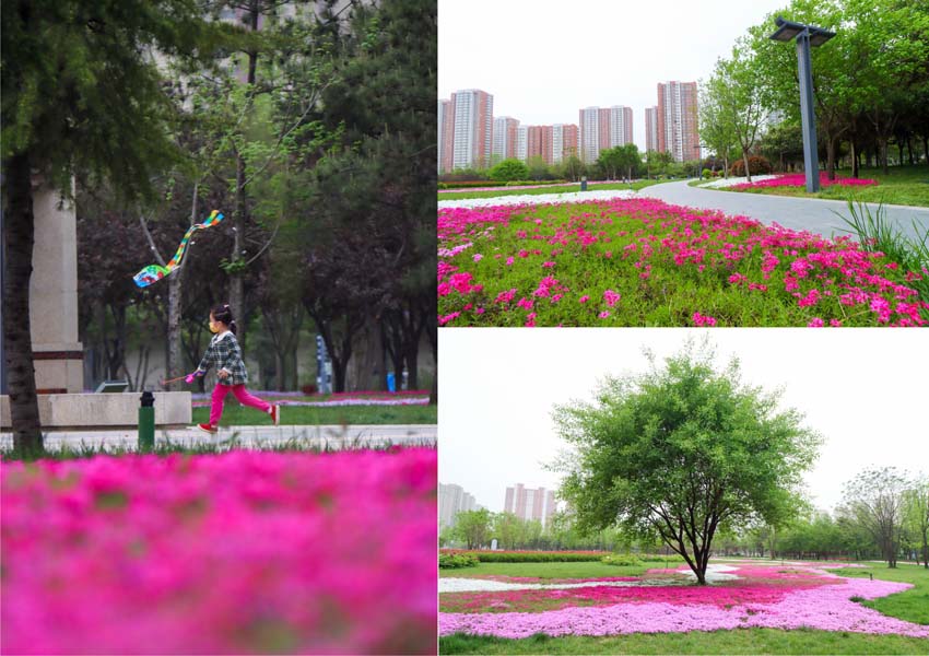 万余平芝樱又开成了“花海”为世子公园“织”起“粉色地毯”