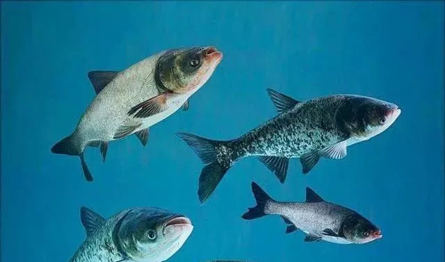 池塘中浮游动物的种类以及对鱼类的不同影响