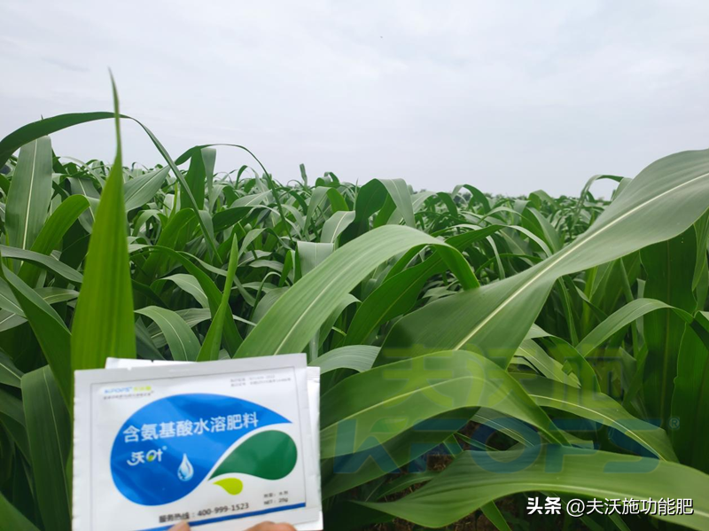 一,玉米喷施叶面肥要想效果好,记住三个时期.