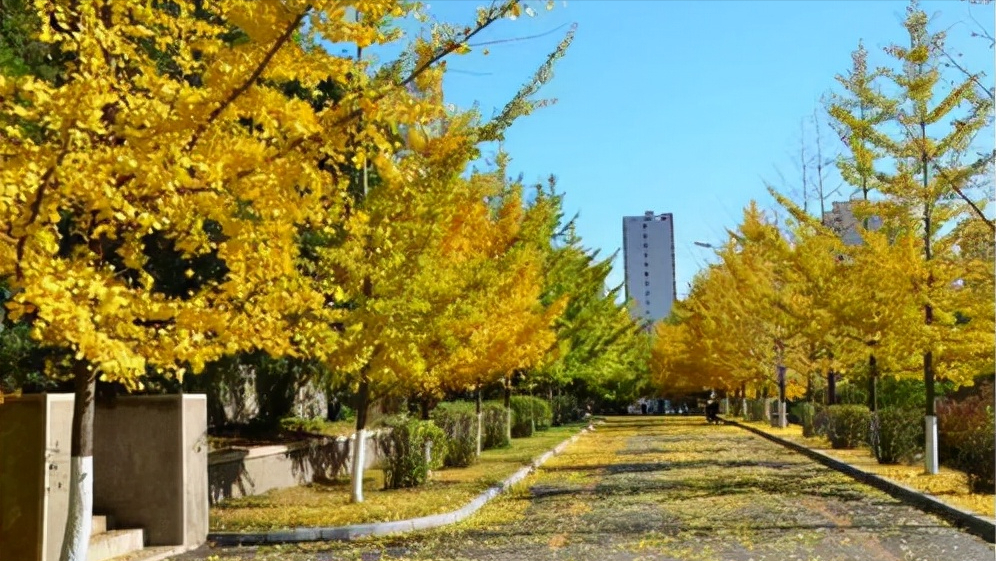 国内一所双非大学，位于港口，当地认可度高，有企业扶持易就业