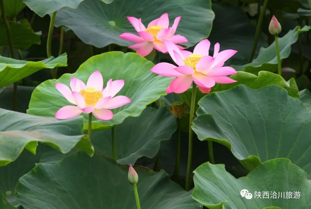 盛夏已至 “荷”韻飄香