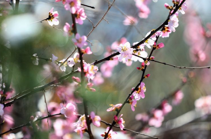 「诗词鉴赏」喜迎春雪，关于春雪的古诗词你知道多少？