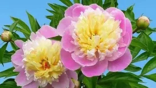 2022高考押题Ⅰ“家国情怀”导写+范文《我与祖国共奋进》