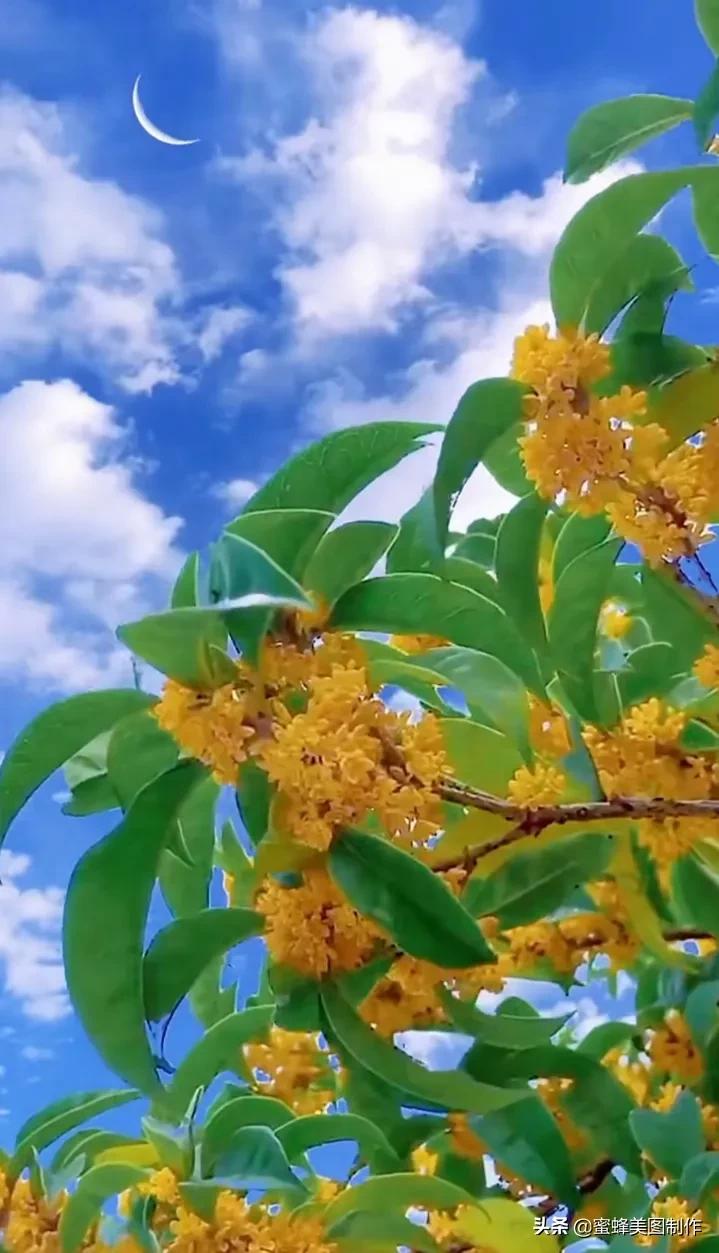 鲜花，因盛开而芬芳；风景，因走过而醉人