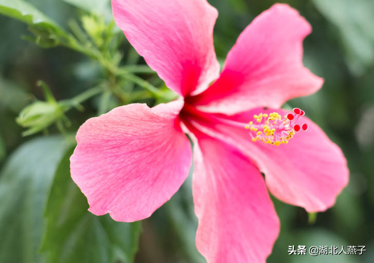 夏季摘野菜，送你61种野菜大图鉴，让你轻松认识各种野菜和吃法