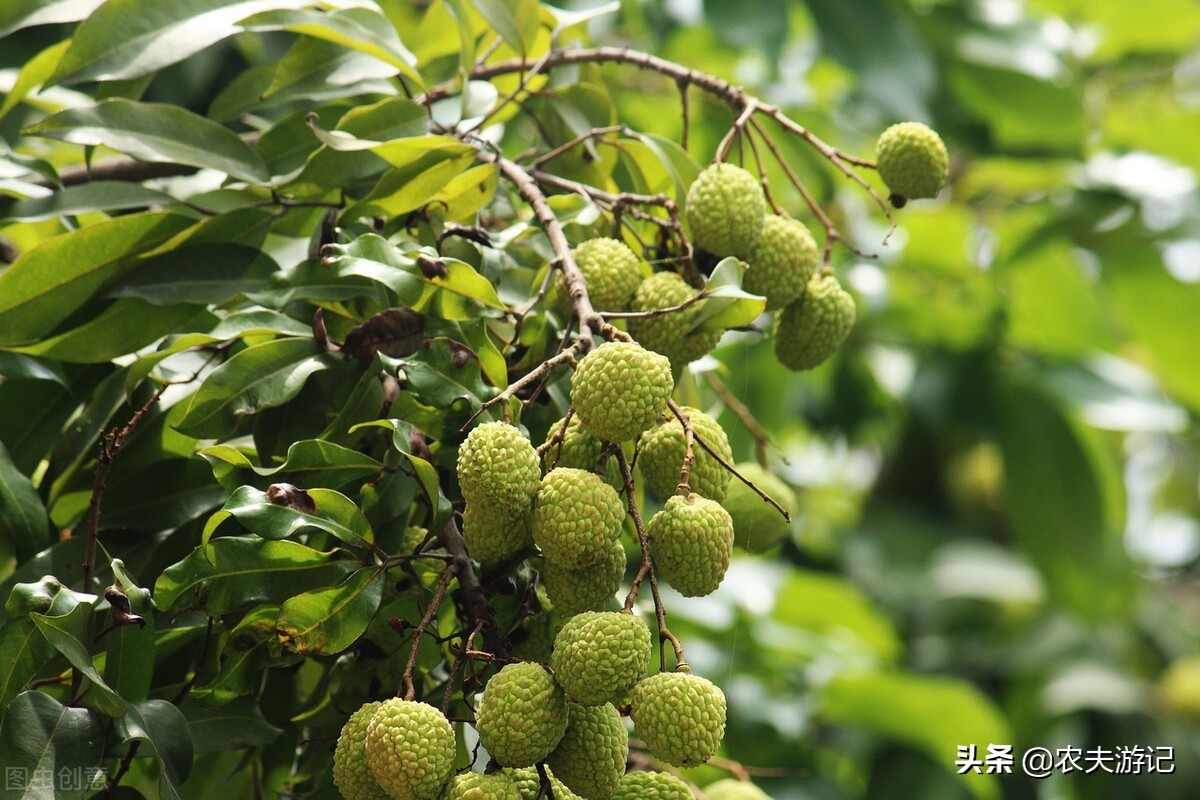 晚熟荔枝新品种‘桂爽’，果实7月上旬成熟，果大晚熟、易成花