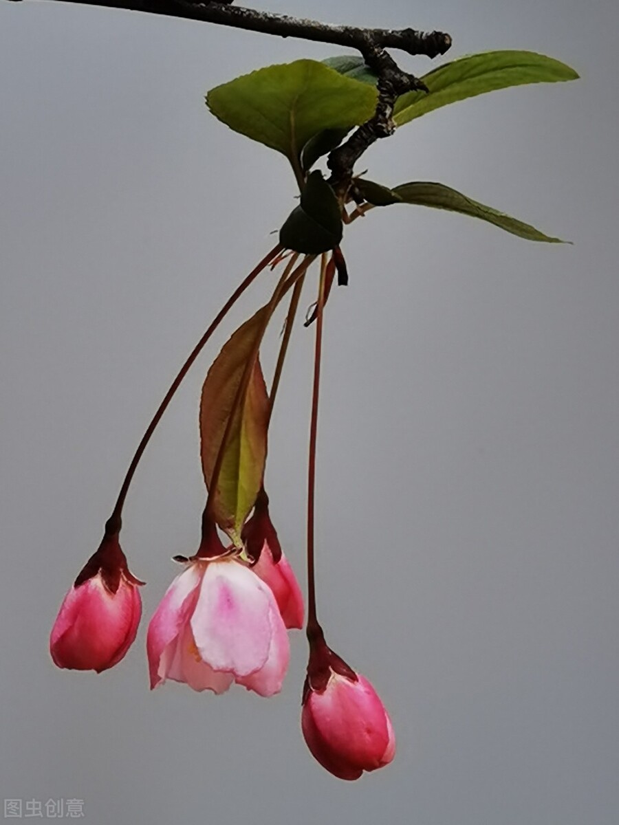 海棠——即赏果，又赏花