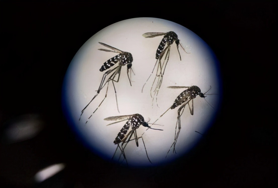 又搞事？美国将在3年内放出24亿只转基因蚊子，到底有什么目的？