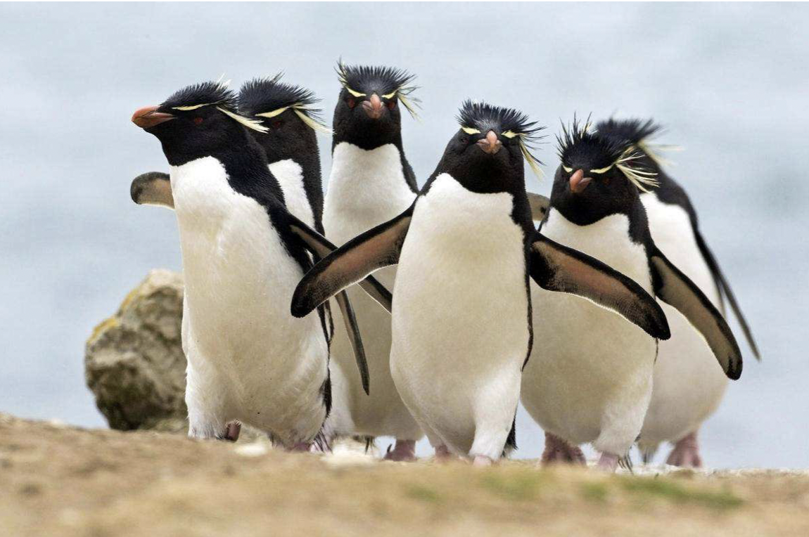 灭绝多年的生物频繁出现，地球怎么了？科学家面露担忧之色