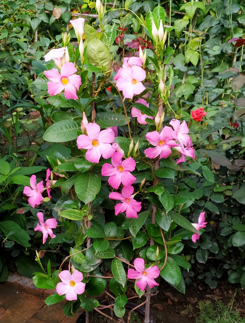 新手想养花，做好简单“3步”，养好一点都不难，关键在“方法”