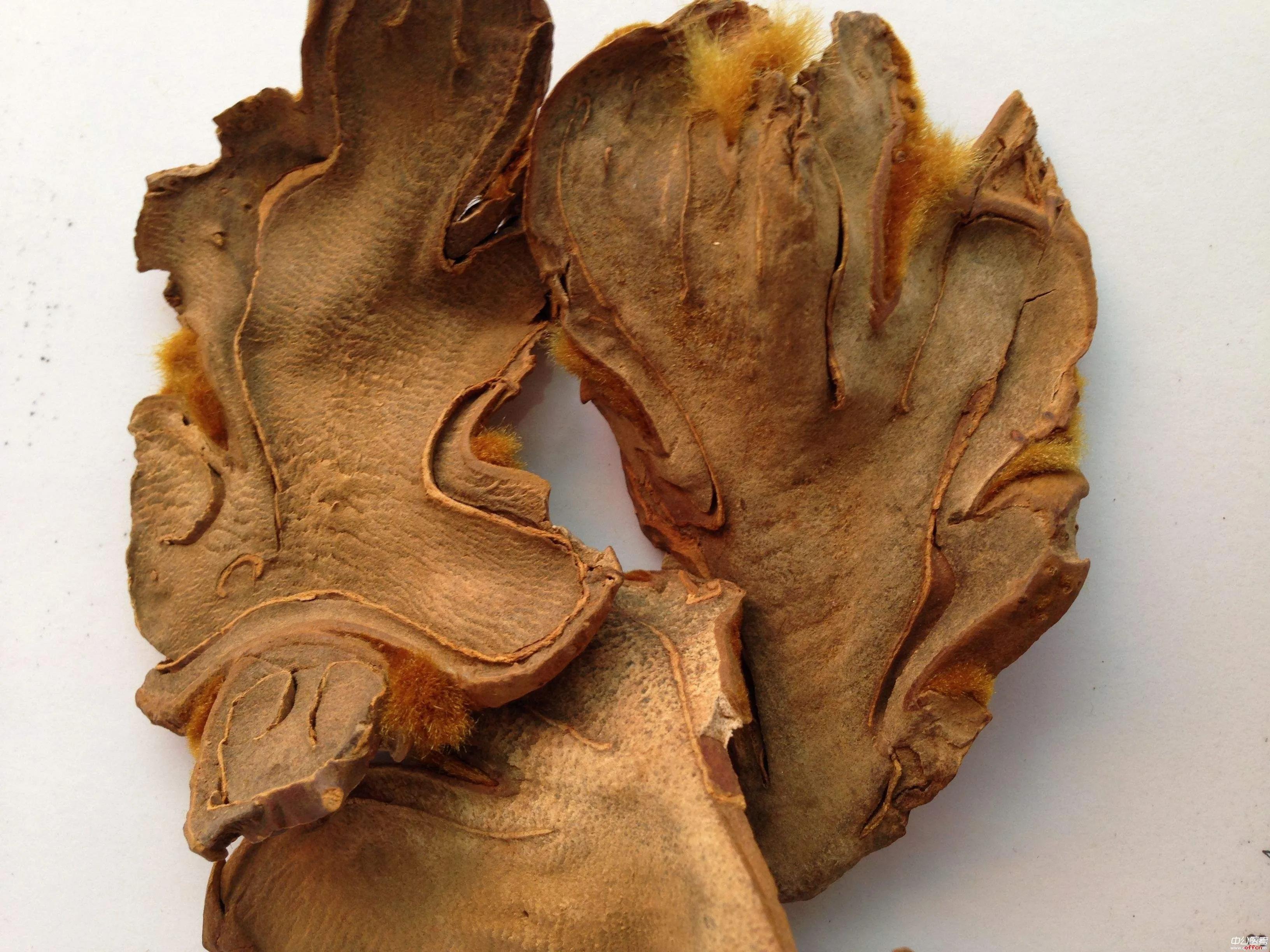 毛姜的功效与作用(中药知多少) - 行就行