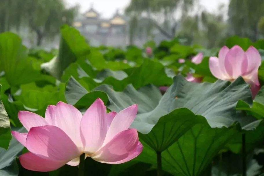 30首唯美荷花诗词，让诗意的荷花给你带来夏日的美好