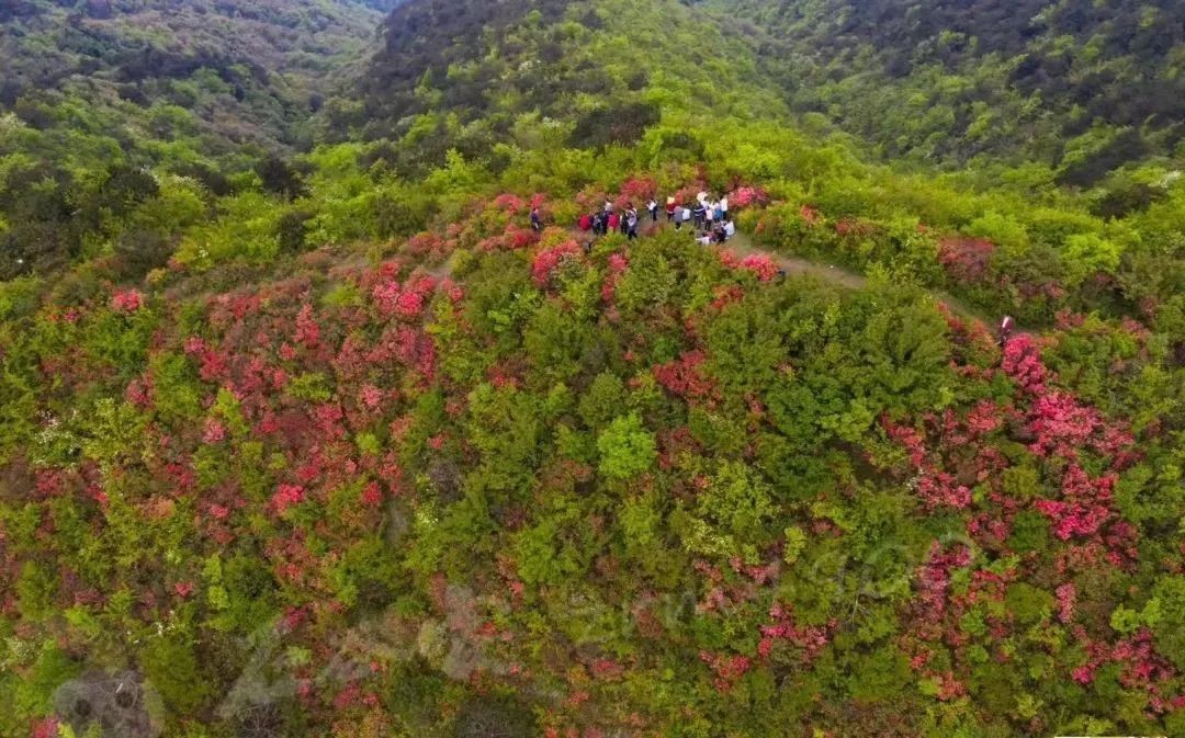 四季黄山 相约春天 | 何须名苑看春风 一路山花不负侬