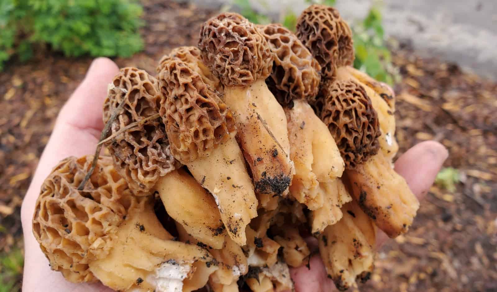 猴头菇价格多少钱一斤(盘点世界上最贵的菌菇)