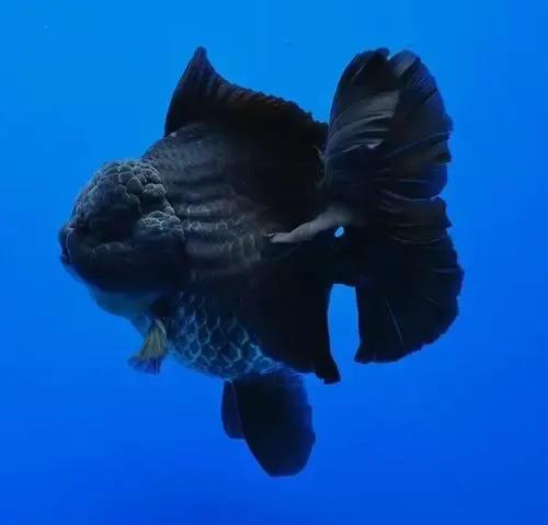 金鱼——泰狮_观赏鱼类_西南渔业网 水花鱼 水产养