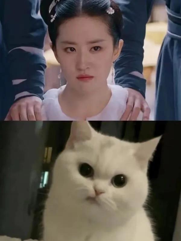 猫跟#刘亦菲撞脸了#梦华录#
