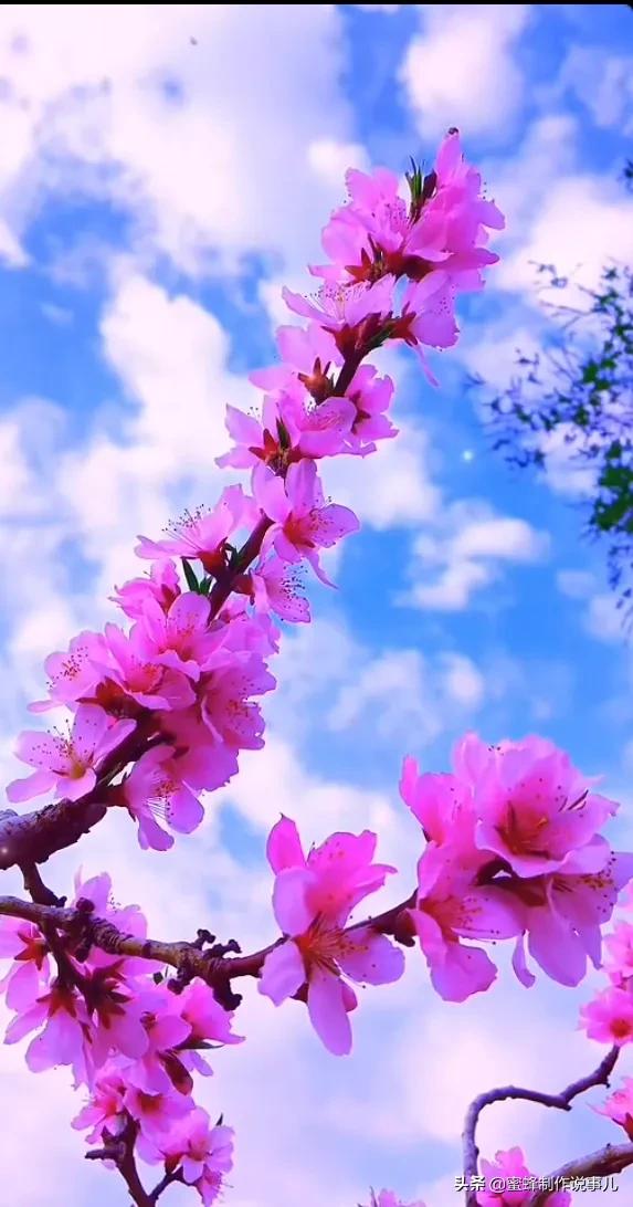 百花盛开,姹紫嫣红,赏心悦目,令人陶醉