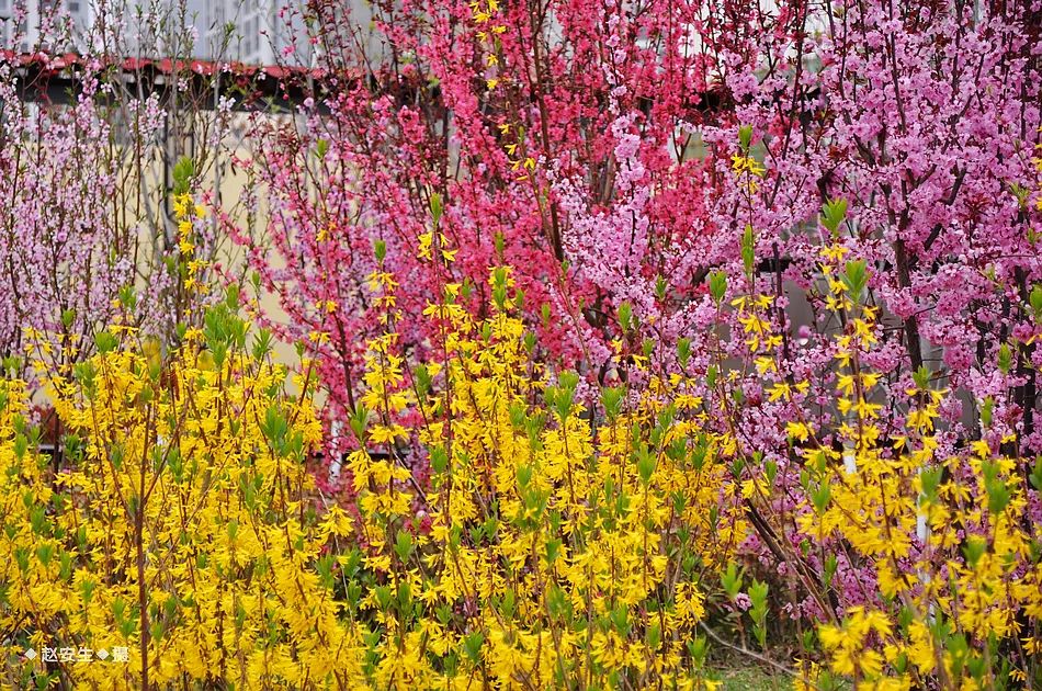 疫情挡不住春天的脚步，小编带你去看古城秦州的春暖花开