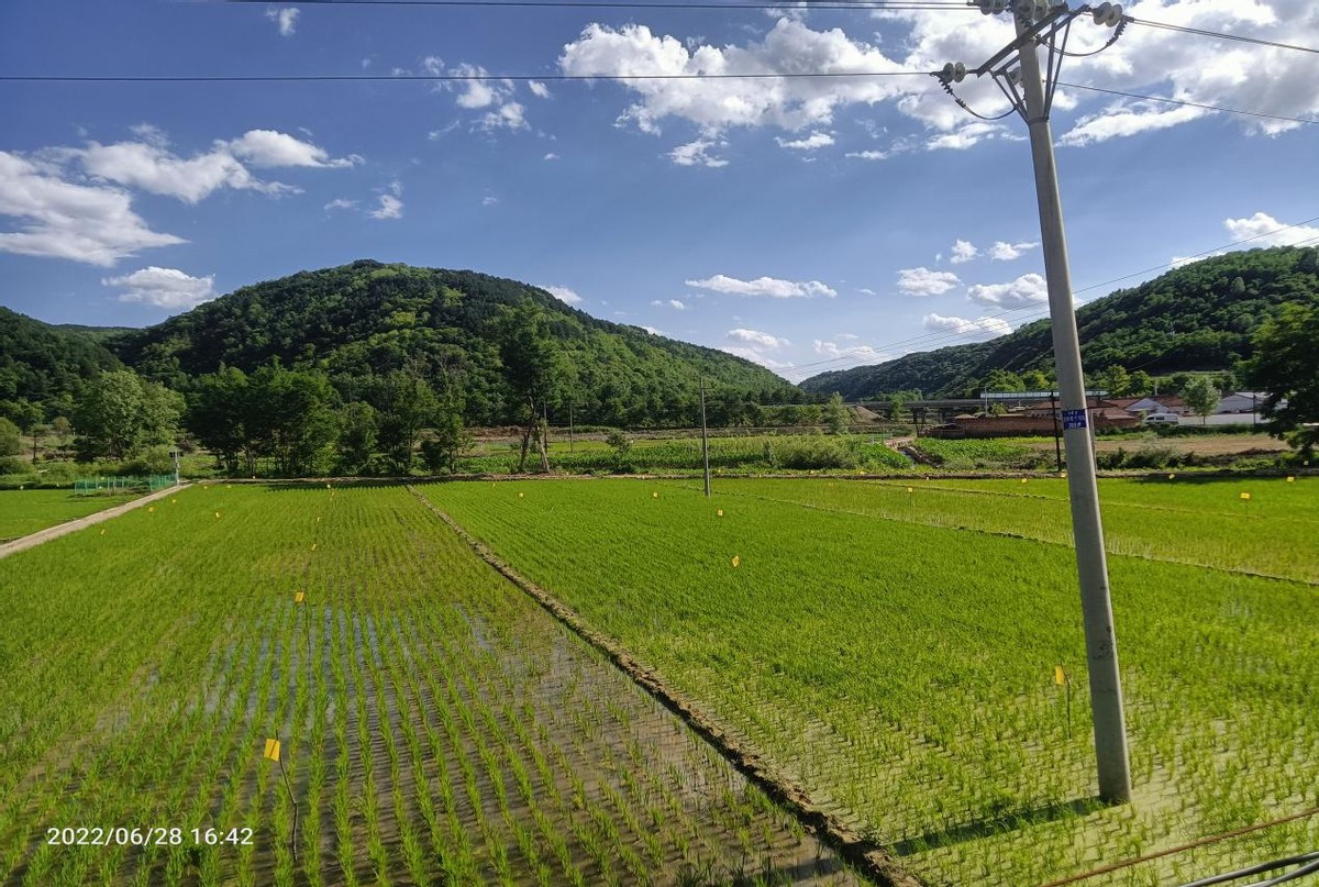 水稻专业村——富县川庄村 精心建设“网红”生态农业田园