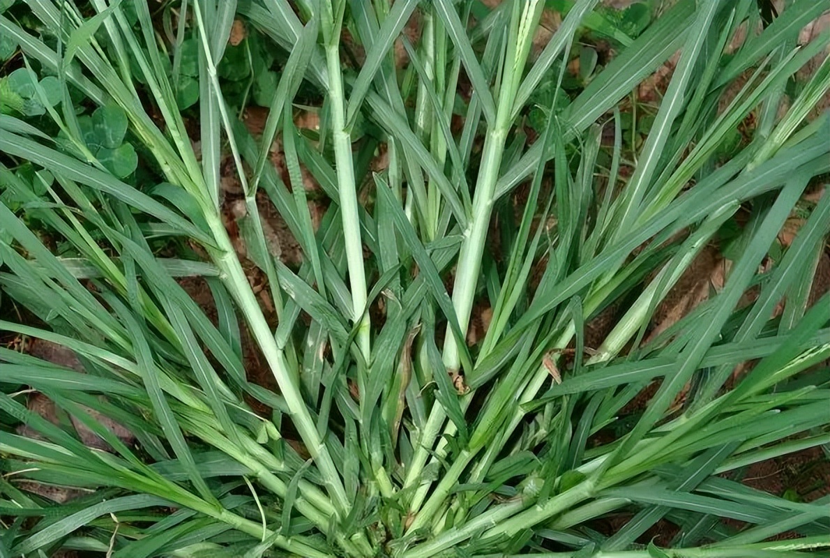 5种常用来泡凉茶喝的植物,广东人夏季常喝,你家山上可能也有