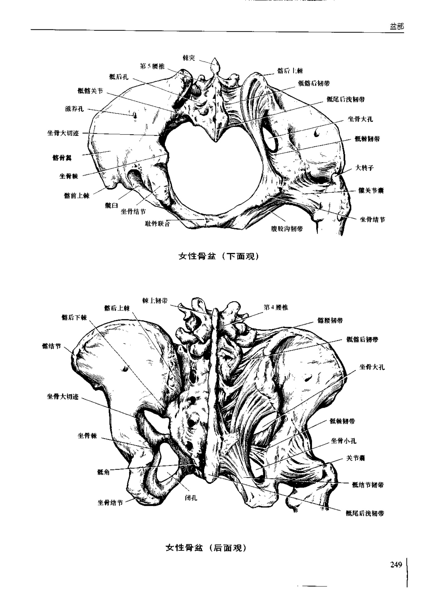 人体内脏位置图(图示集‖外科解剖学图谱(8-5)盆部)