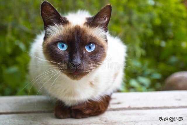 猫咪“忠心”排行榜，养到一只，就值了