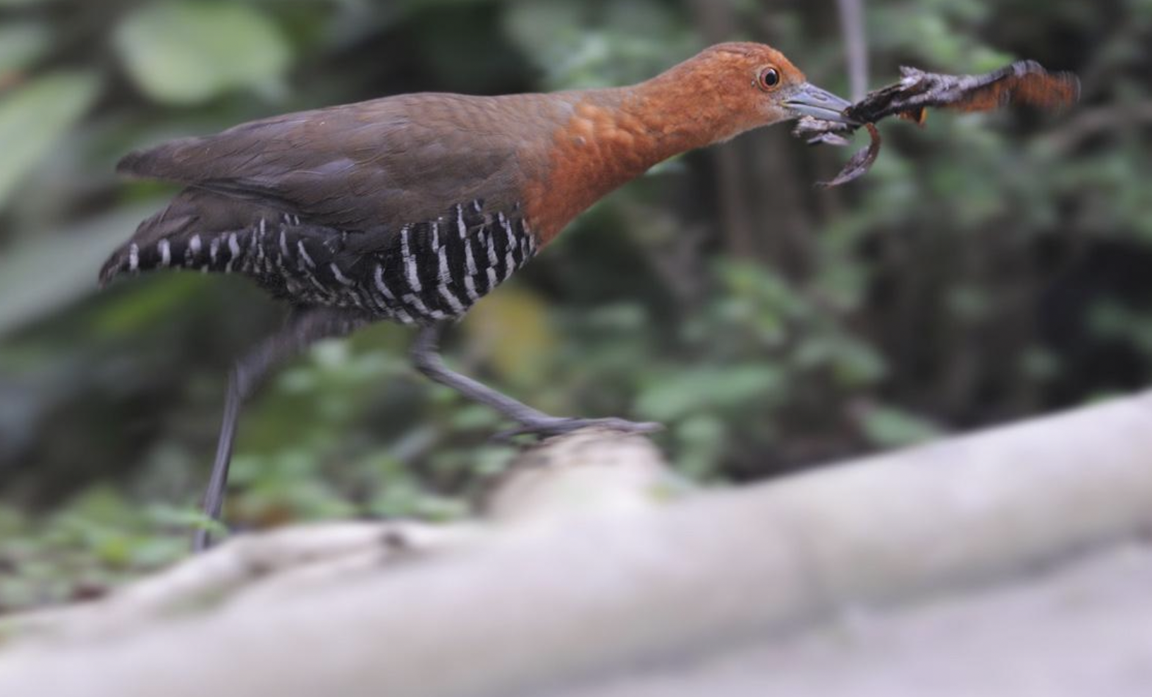 灭绝多年的生物频繁出现，地球怎么了？科学家面露担忧之色