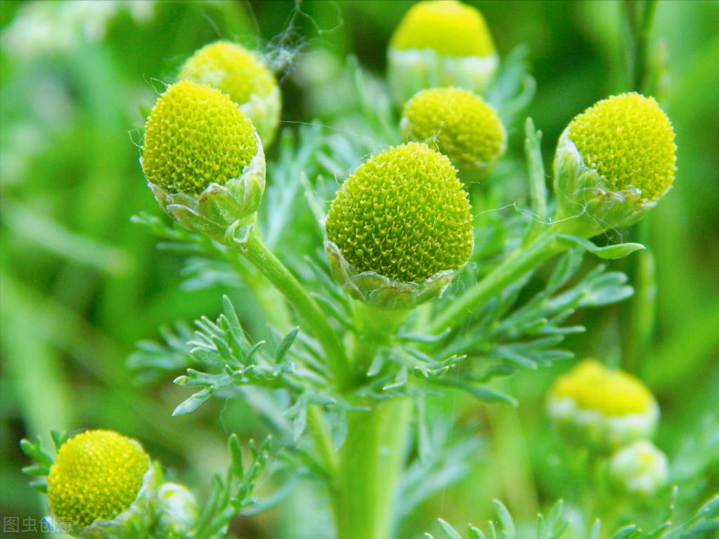 一花一深爱，花开无声却有情，一生一世表爱情，真爱相思情似海