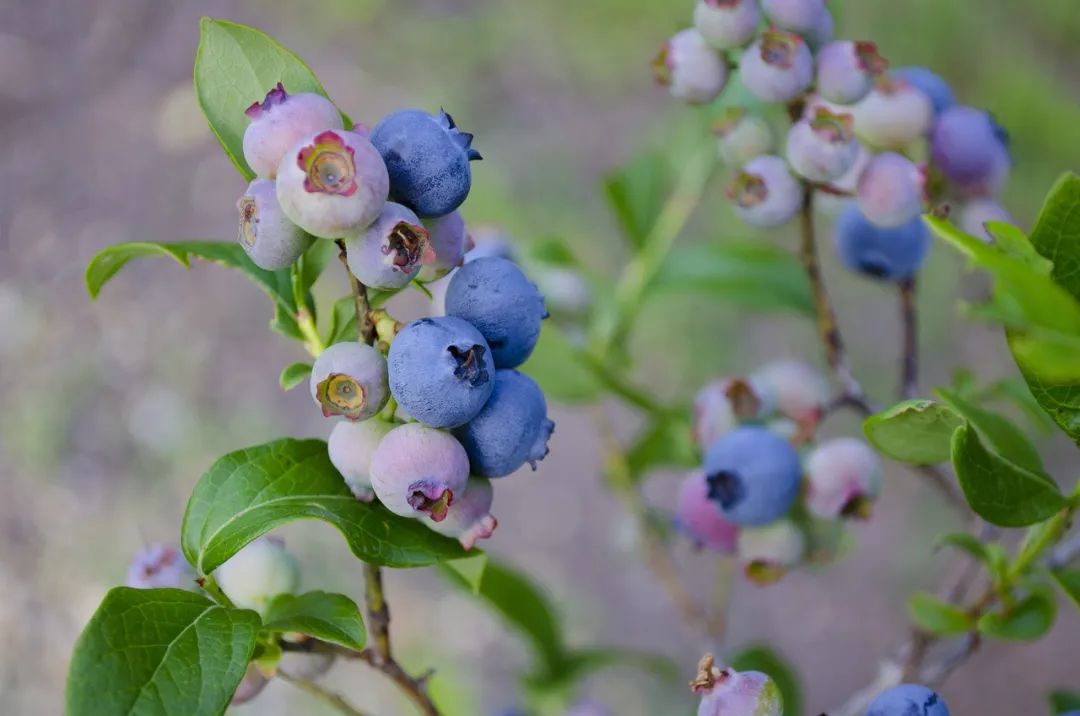 100克蓝莓的营养成分(这个天然护眼水果你知道吗？你没有理由不爱)