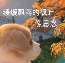 表情包花钱的活动不要叫我