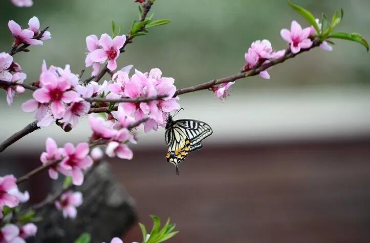 百花齐放 蝴蝶飞舞图片