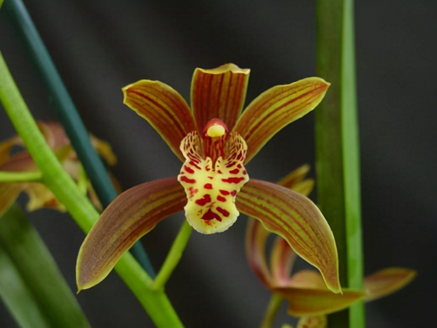 29个兰花品种，名称与图片都在这里了，你还傻傻分不清吗？