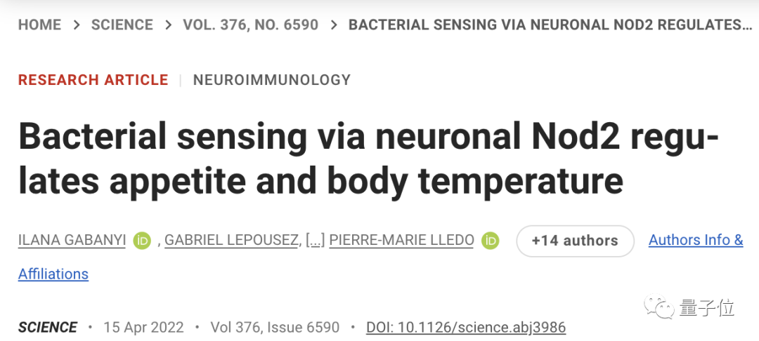 大腦能直接和腸道菌群對話，這種機制受損容易吃個不停｜Science