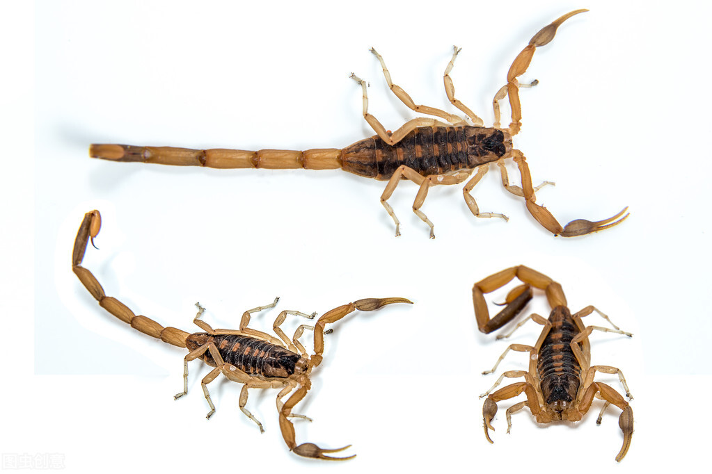 野生蝎子养殖方法,