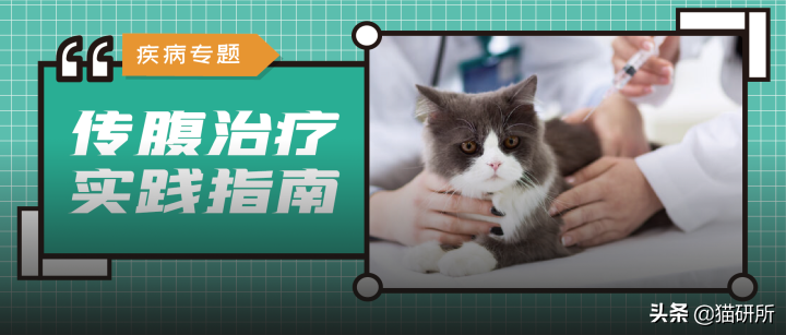 猫咪疑似传腹了，我要怎么做？