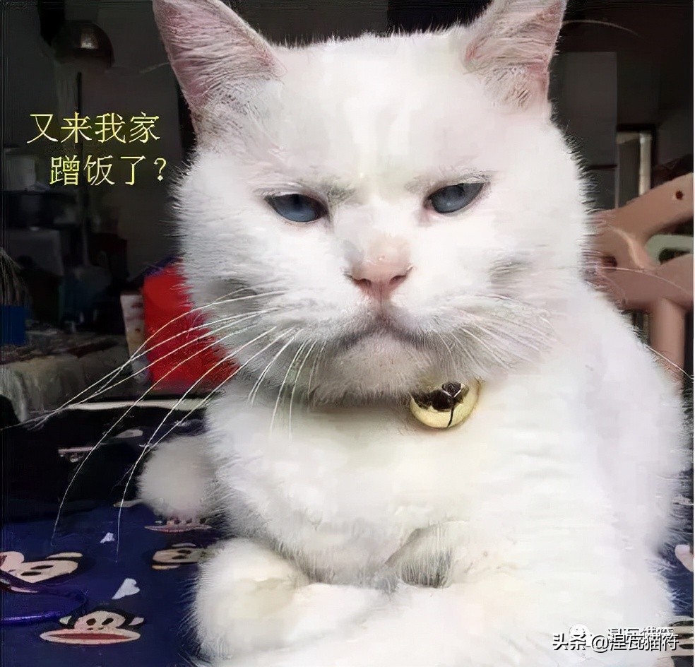 养猫一个月花多少钱？