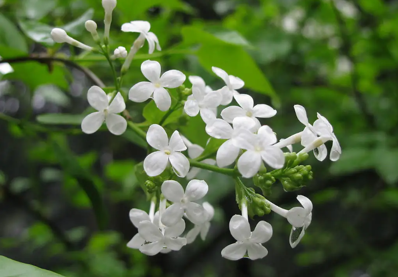 又见丁香花开时，十首丁香花的诗词，在古诗词里欣赏美丽的丁香花