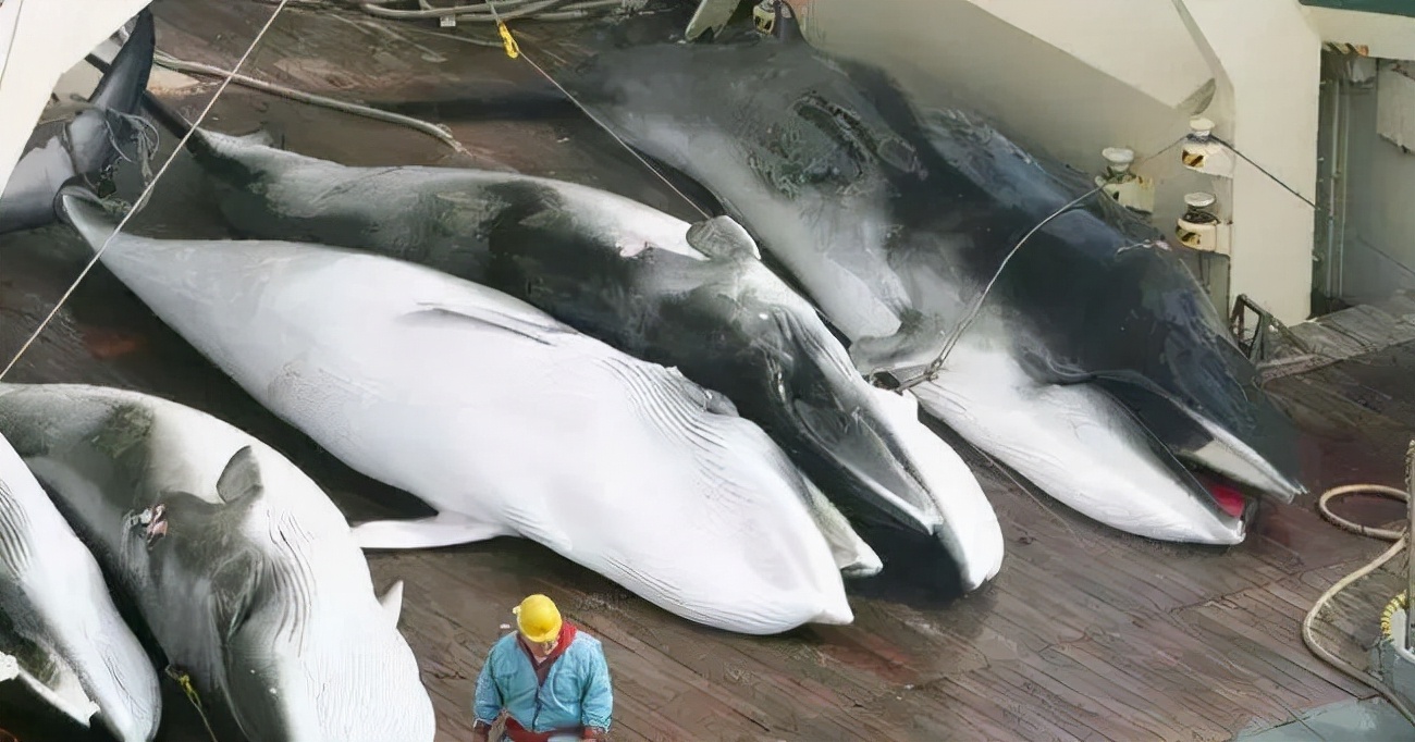 被罚80亿也得继续捕杀鲸鱼！日本到底为何捕杀成瘾？