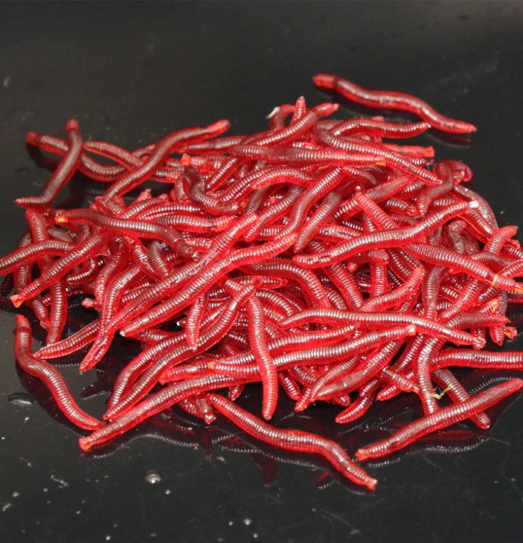 地龙多少钱一斤(水蚯蚓)