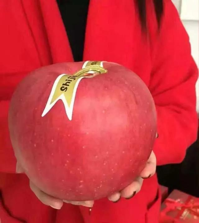 世界上最贵的苹果长什么样(为什么这个苹果那么贵) - 红警乐园