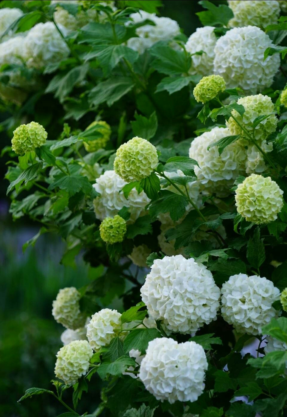 植物花卉品种大全图片（科普100个花卉图鉴）