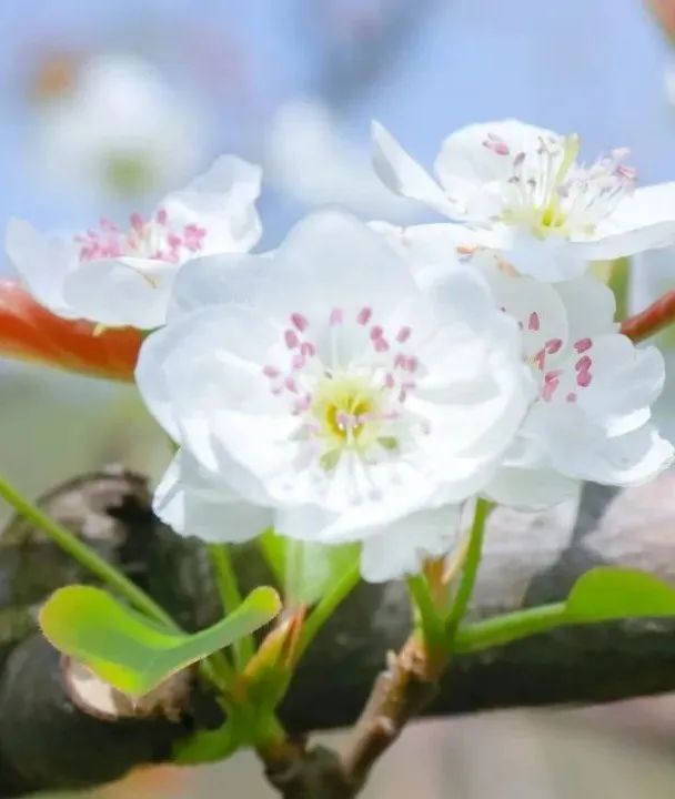 百花深处是庐江，邀您云赏春日梨花