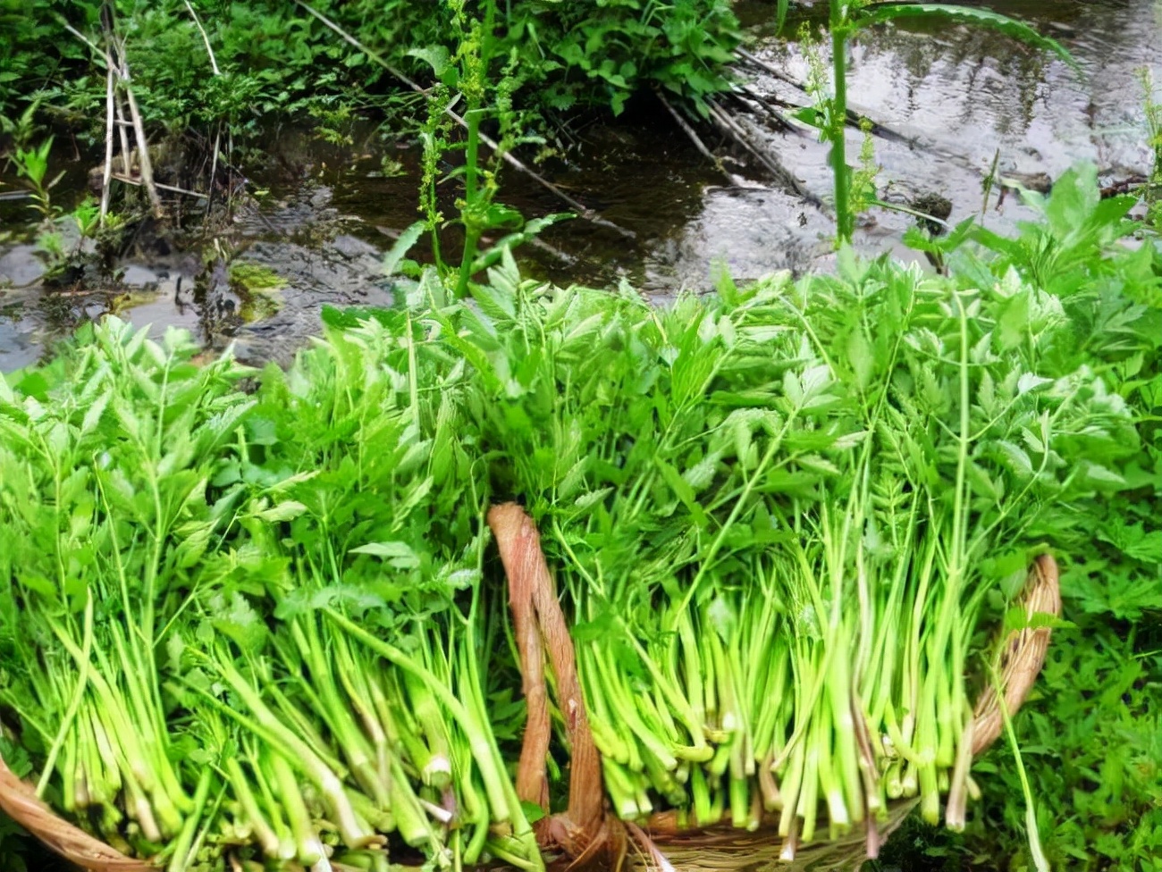 野菜圖片大全及名字(農村常見的二十五種野菜) - 科貓網