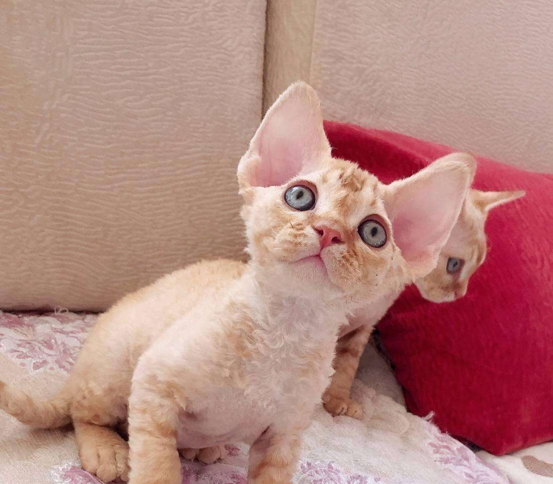 德文猫多少钱一只