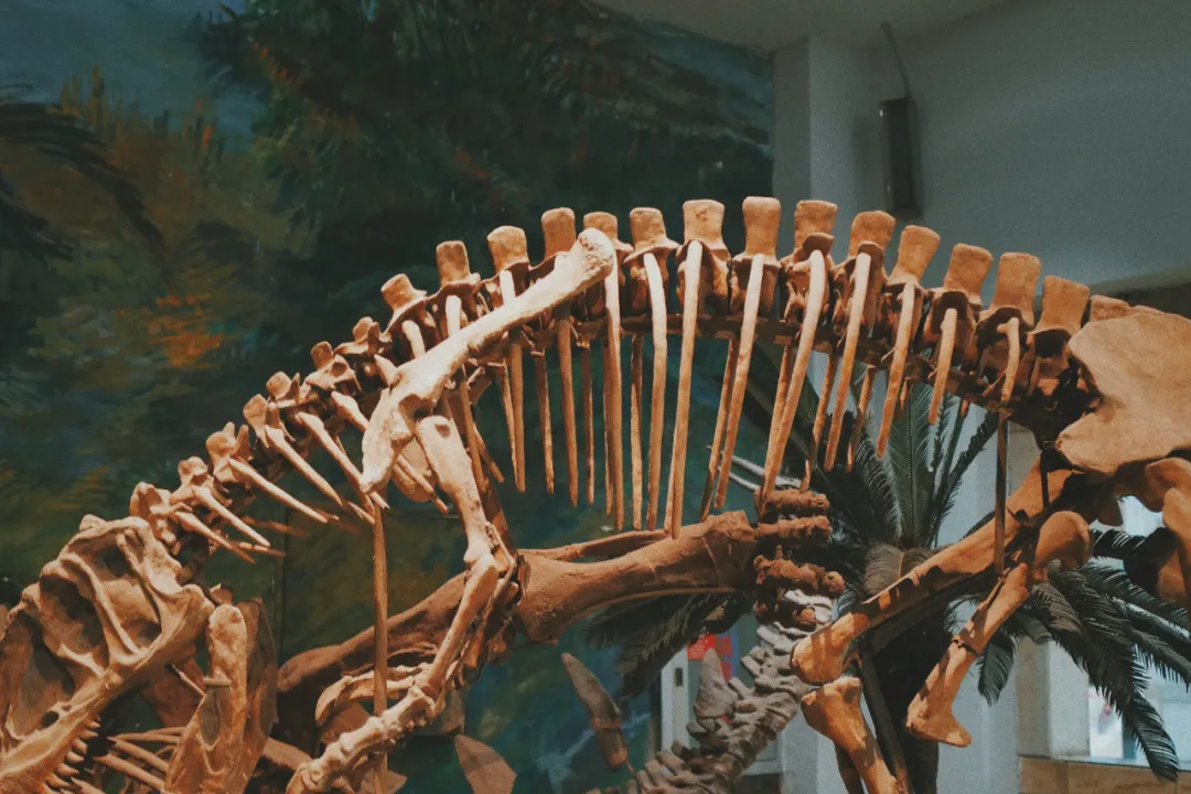 最近超火的盐帮菜之乡让我大开眼界，奇怪的知识又增加了