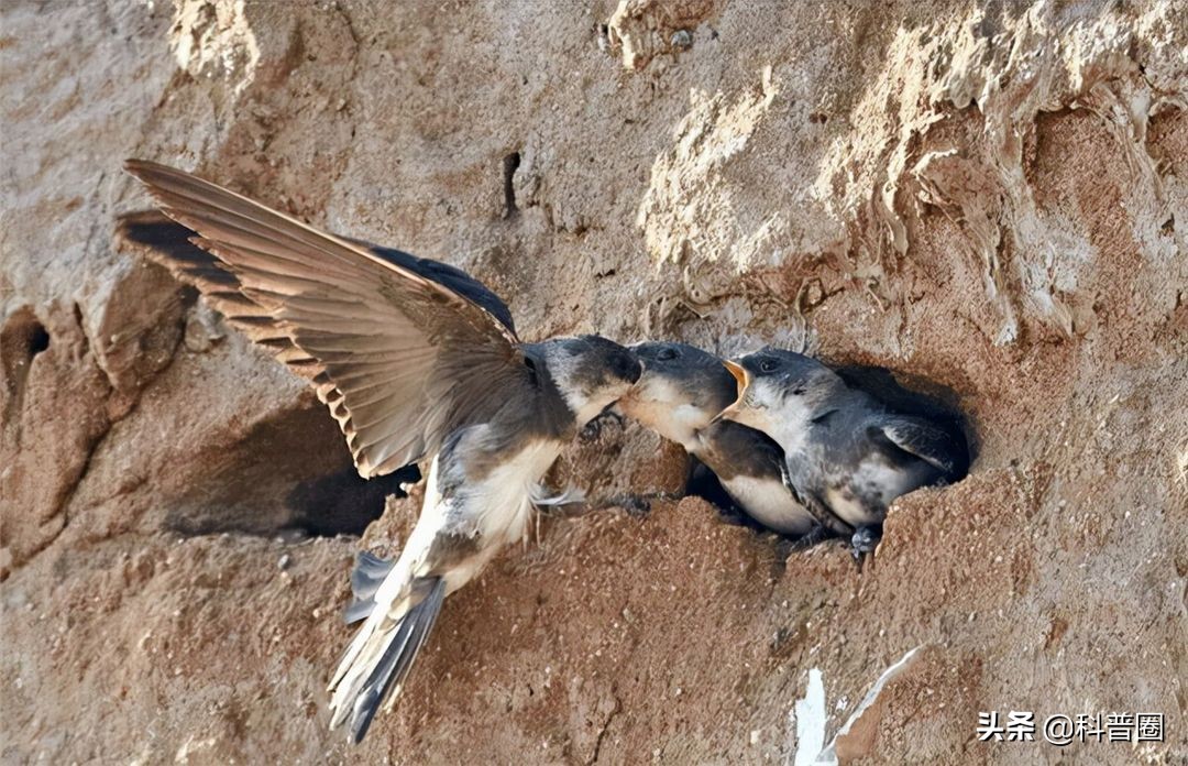 "无脚鸟"雨燕,一生边飞边睡,落地等于死亡,它如何繁衍后代?
