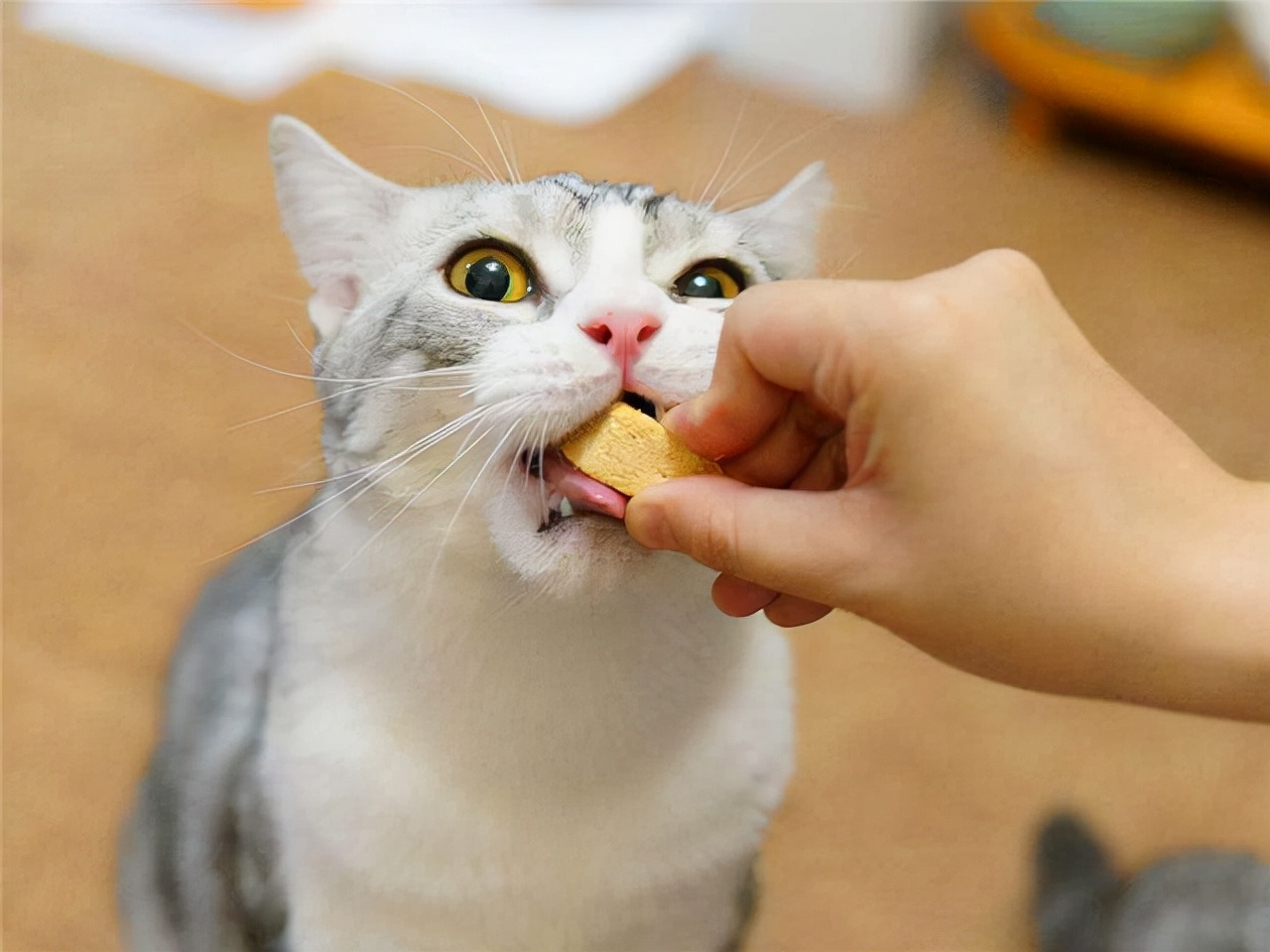 猫咪不能吃的食物有哪些（这四类食品不能乱给猫吃）