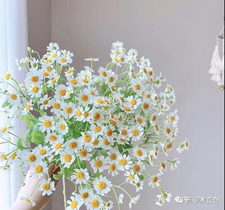 安祖花的功效及作用（常用花材养护攻略花艺师必看）