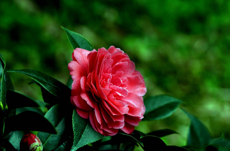 “诗歌谢谢”玫瑰花，11诗，烧红色腐烂的雪开放